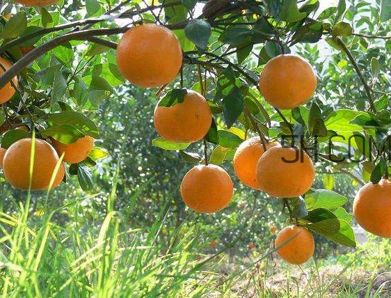 貢柑怎么預(yù)防裂果？貢柑種植管理技術(shù)
