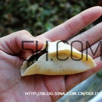 餃子和面用熱水還是冷水？餃子和面要醒多長時間？