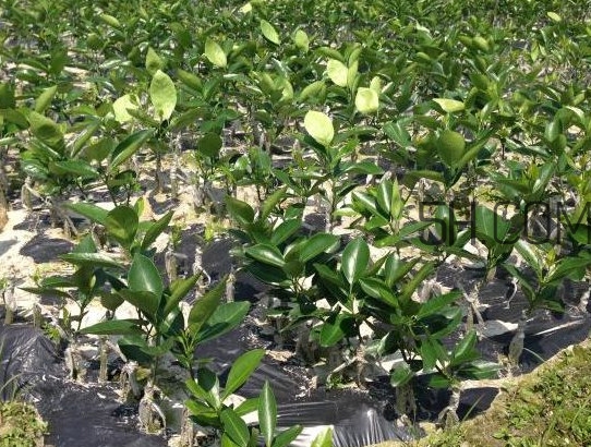 貢柑怎么預(yù)防裂果？貢柑種植管理技術(shù)