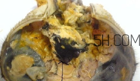 螃蟹的屎在哪里？螃蟹的屎和蟹黃怎么分辨？