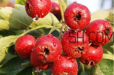 臨產(chǎn)前可以吃山楂嗎？臨產(chǎn)前吃什么有助于順產(chǎn)？