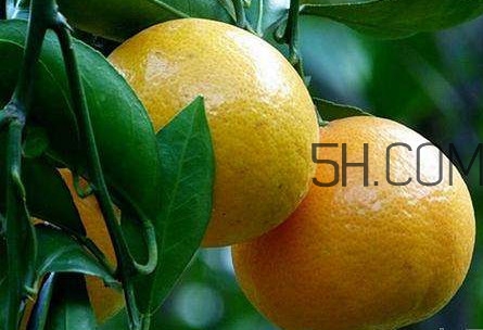 貢柑怎么預(yù)防裂果？貢柑種植管理技術(shù)