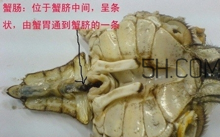 螃蟹的屎在哪里？螃蟹的屎和蟹黃怎么分辨？
