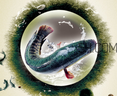 黑魚(yú)為什么會(huì)變色 黑魚(yú)變色是怎么回事