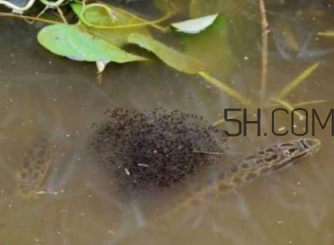 黑魚(yú)為什么會(huì)變色 黑魚(yú)變色是怎么回事