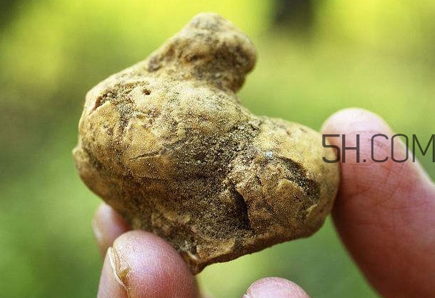 白松露是什么？白松露的功效與作用