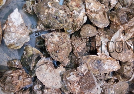 海蠣子有什么營養(yǎng)價(jià)值？海蠣子蒸多長時(shí)間
