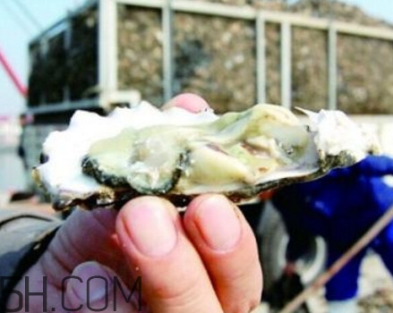 海蠣子是寒性的嗎？海蠣子是蒸還是煮好吃