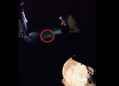黃金鱸魚是什么品種？黃金鱸魚多少錢一斤