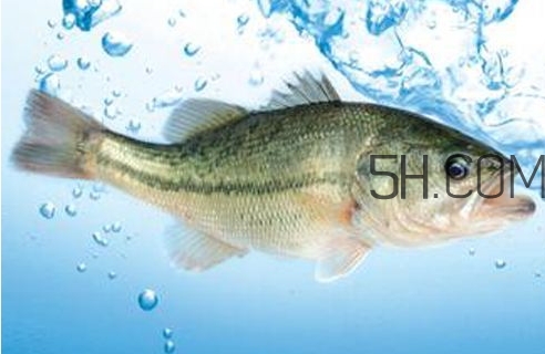 黃金鱸魚是什么品種？黃金鱸魚多少錢一斤