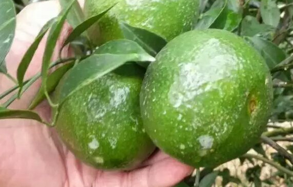 新會(huì)柑哪里的最好？新會(huì)柑什么時(shí)候有
