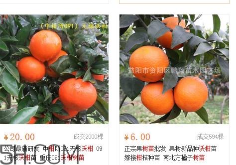 沃柑苗多少錢一株？沃柑為何叫晚熟大王