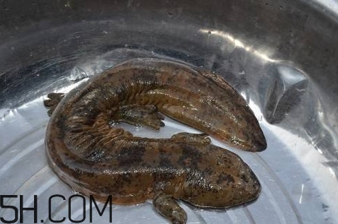 娃娃魚是魚嗎？娃娃魚買賣違法嗎？