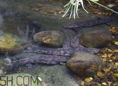 野生娃娃魚和養(yǎng)殖娃娃魚有什么區(qū)別？娃娃魚有毒嗎