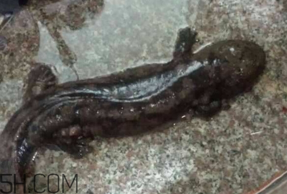 娃娃魚什么時(shí)候會(huì)叫？娃娃魚為什么叫娃娃魚