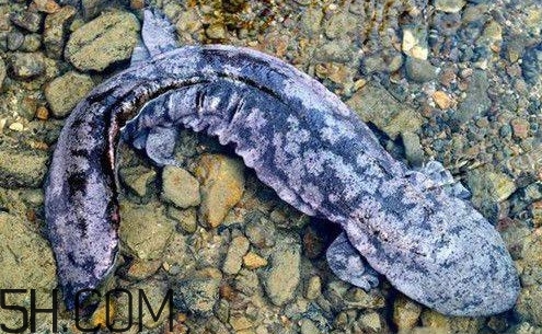 娃娃魚是魚嗎？娃娃魚買賣違法嗎？
