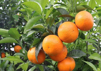 沃柑苗多少錢(qián)一株？沃柑為何叫晚熟大王