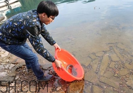 娃娃魚(yú)是卵生還是胎生？娃娃魚(yú)能在陸地上生活嗎