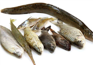 沒有魚刺的魚是哪種魚？如何挑選魚？