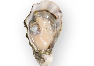 海蠣子是發(fā)物嗎？海蠣子什么人不能吃