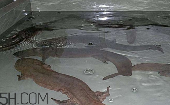 娃娃魚什么時(shí)候會(huì)叫？娃娃魚為什么叫娃娃魚