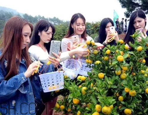 南豐蜜桔節(jié)什么時候？2017南豐蜜桔節(jié)時間