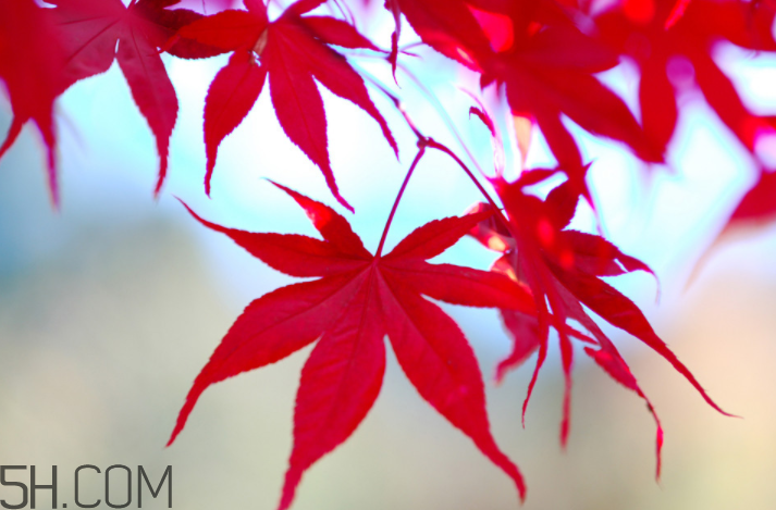 楓葉幾月份最紅？楓葉幾月的時候最美？