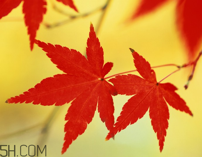 楓葉幾月份最紅？楓葉幾月的時候最美？