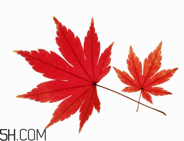 楓葉可以用來做什么？楓葉可以染頭發(fā)嗎？