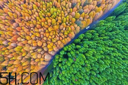 楓葉可以用來做什么？楓葉可以染頭發(fā)嗎？