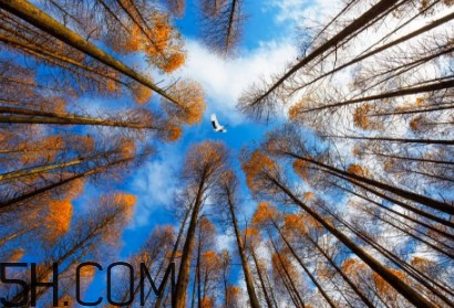 楓葉可以用來做什么？楓葉可以染頭發(fā)嗎？