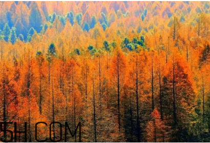 楓葉可以用來做什么？楓葉可以染頭發(fā)嗎？