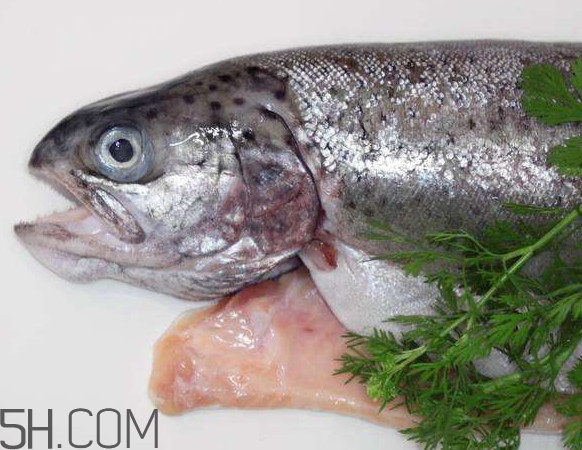 鮭魚是什么魚？鮭魚多少錢一斤