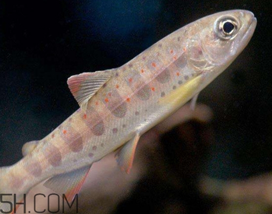 鮭魚(yú)是三文魚(yú)嗎？鮭魚(yú)的營(yíng)養(yǎng)價(jià)值