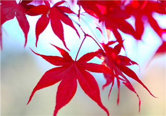 楓葉幾月份最紅？楓葉幾月的時候最美？