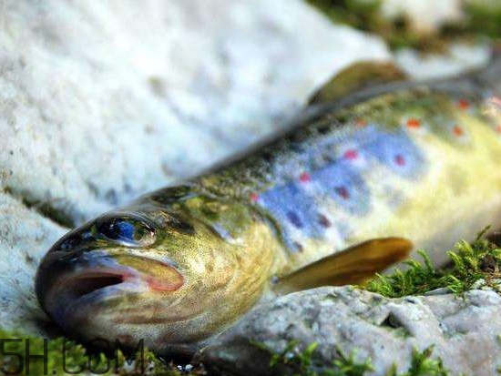 鮭魚是什么魚？鮭魚多少錢一斤
