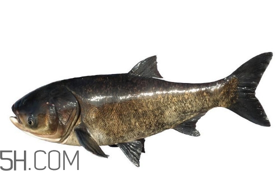 胖頭魚為什么叫胖頭魚？胖頭魚能長(zhǎng)到多大