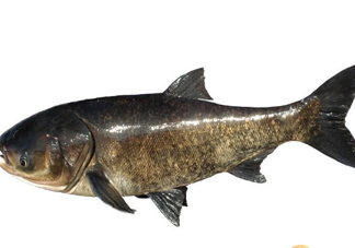 胖頭魚為什么叫胖頭魚？胖頭魚能長到多大