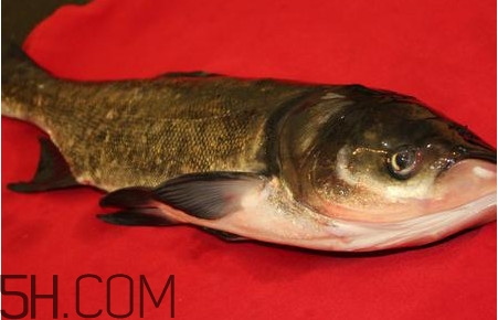 胖頭魚是什么魚？胖頭魚是發(fā)物嗎