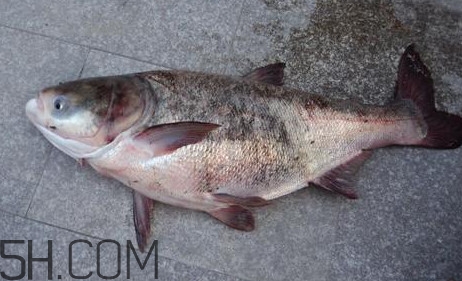 胖頭魚是花鰱魚嗎？胖頭魚是河魚還是海魚