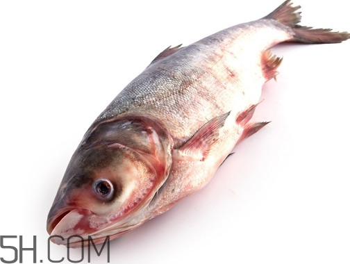 胖頭魚為什么叫胖頭魚？胖頭魚能長(zhǎng)到多大