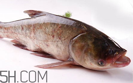 胖頭魚可以做魚丸嗎？胖頭魚可以做酸菜魚嗎