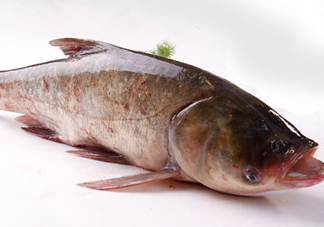 胖頭魚是花鰱魚嗎？胖頭魚是河魚還是海魚