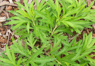 擇藜蒿手臟怎么洗？藜蒿和水芹菜的區(qū)別