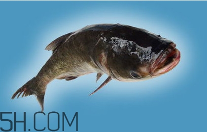 胖頭魚吃什么？胖頭魚怎么殺
