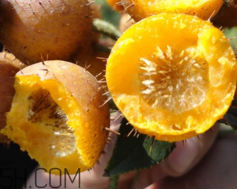刺梨能降血壓嗎？刺梨是哪里的特產(chǎn)