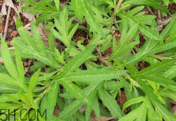 擇藜蒿手臟怎么洗？藜蒿和水芹菜的區(qū)別