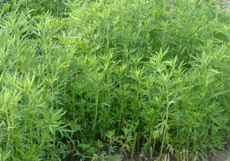 藜蒿是什么植物？藜蒿怎么種植