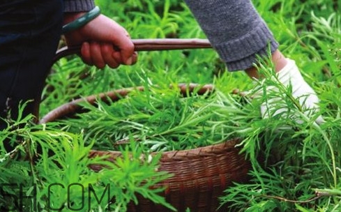 藜蒿多少錢一斤？藜蒿和蘆蒿是同一種菜嗎？