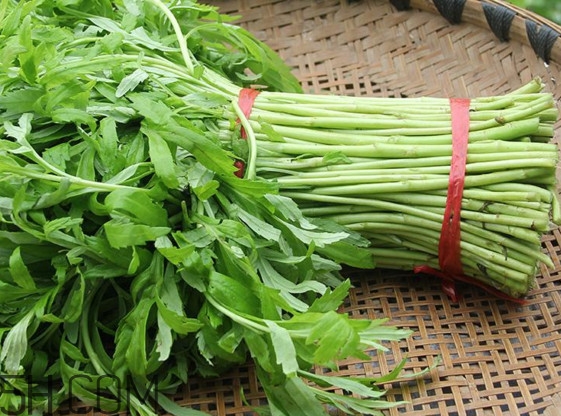 藜蒿什么季節(jié)有？藜蒿是發(fā)物嗎